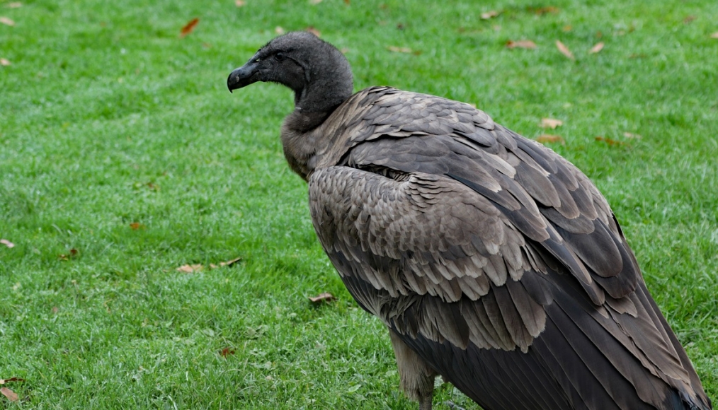 Beti, kondorzyca z krakowskiego zoo, rozpoczyna nowe życie w Chile