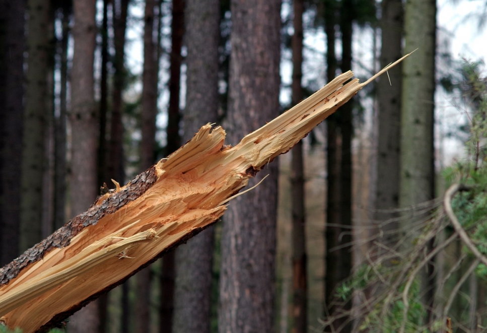 Potężne uderzenia wiatru powodują upadek licznych drzew w okolicach Tarnowa, mobilizując lokalną straż pożarną