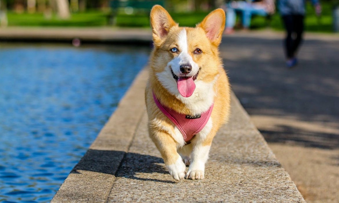 Wyjątkowy Marsz Corgi przechadzka przez serce Krakowa